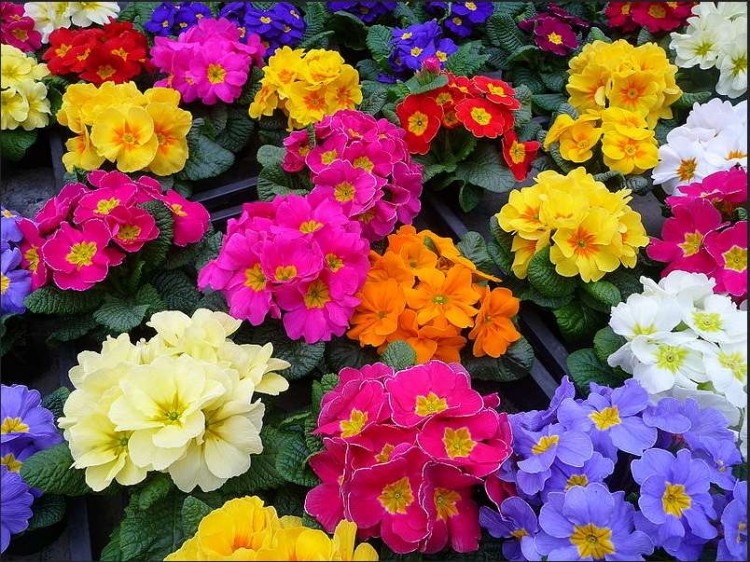 Primroses