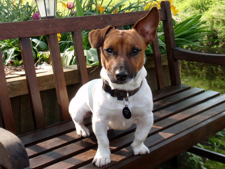 Jack russel Jansen overleed op 1 december.